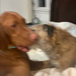 Meet your Posher, Evie